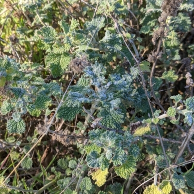 Marrubium vulgare (Horehound) at Table Top, NSW - 10 Aug 2021 by Darcy