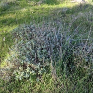 Marrubium vulgare at Table Top, NSW - 10 Aug 2021