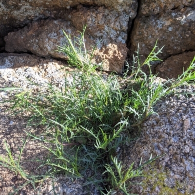 Isotoma axillaris (Australian Harebell, Showy Isotome) at Table Top, NSW - 10 Aug 2021 by Darcy