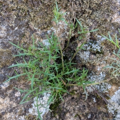 Isotoma axillaris (Australian Harebell, Showy Isotome) at Table Top, NSW - 10 Aug 2021 by Darcy