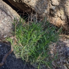 Isotoma axillaris (Australian Harebell, Showy Isotome) at Nine Mile Reserve - 10 Aug 2021 by Darcy