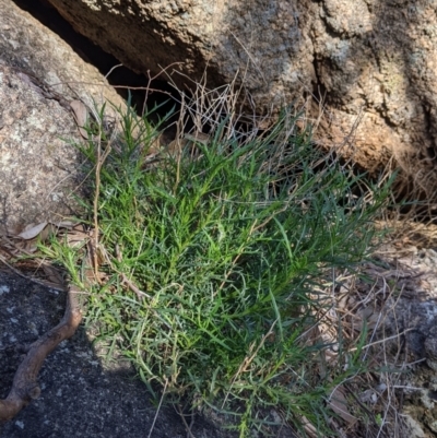 Isotoma axillaris (Australian Harebell, Showy Isotome) at Table Top, NSW - 10 Aug 2021 by Darcy