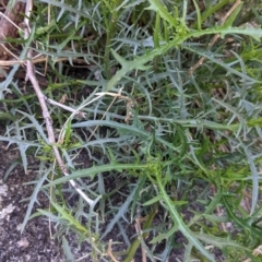 Isotoma axillaris at Table Top, NSW - 10 Aug 2021