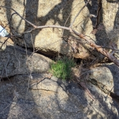 Isotoma axillaris at Table Top, NSW - 10 Aug 2021