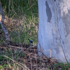 Malurus cyaneus (Superb Fairywren) at Table Top, NSW - 10 Aug 2021 by Darcy