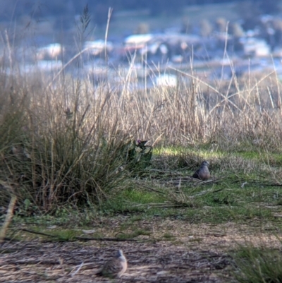 Geopelia placida (Peaceful Dove) at 9 Mile Hill TSR - 10 Aug 2021 by Darcy