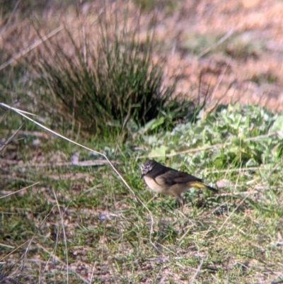 Acanthiza chrysorrhoa (Yellow-rumped Thornbill) at Table Top, NSW - 10 Aug 2021 by Darcy