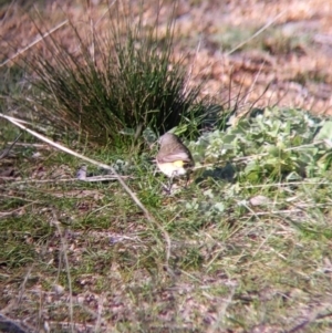 Acanthiza chrysorrhoa at Table Top, NSW - 10 Aug 2021