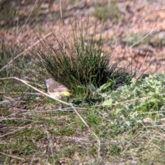 Acanthiza chrysorrhoa at Table Top, NSW - 10 Aug 2021