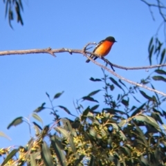 Petroica phoenicea (Flame Robin) at 9 Mile Hill TSR - 10 Aug 2021 by Darcy
