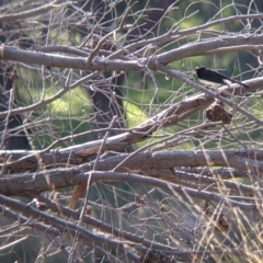 Rhipidura leucophrys (Willie Wagtail) at 9 Mile Hill TSR - 10 Aug 2021 by Darcy