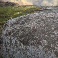 Climacteris picumnus victoriae (Brown Treecreeper) at 9 Mile Hill TSR - 10 Aug 2021 by Darcy