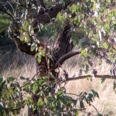 Geopelia placida (Peaceful Dove) at 9 Mile Hill TSR - 10 Aug 2021 by Darcy