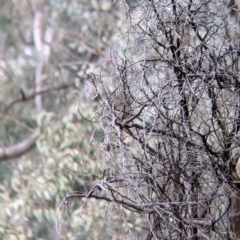 Pyrrholaemus sagittatus (Speckled Warbler) at Bells TSR - 6 Aug 2021 by Darcy