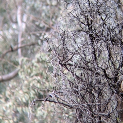 Pyrrholaemus sagittatus (Speckled Warbler) at Table Top, NSW - 6 Aug 2021 by Darcy