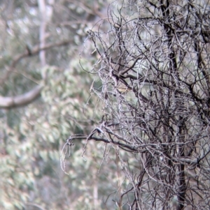 Pyrrholaemus sagittatus at Table Top, NSW - 6 Aug 2021