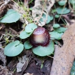 Corysanthes hispida (Bristly Helmet Orchid) at Tidbinbilla Nature Reserve - 2 May 2021 by Detritivore