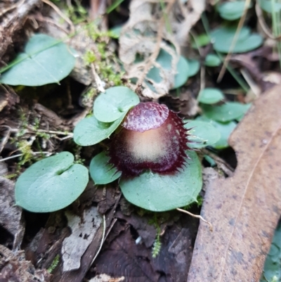 Corysanthes hispida (Bristly Helmet Orchid) at Paddys River, ACT - 2 May 2021 by Detritivore