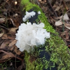 Tremella fuciformis (Snow Fungus) at Paddys River, ACT - 3 May 2015 by Detritivore