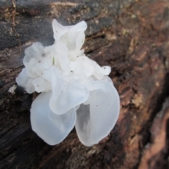 Tremella fuciformis at Paddys River, ACT - 3 May 2015