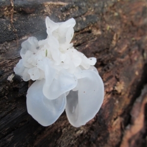 Tremella fuciformis at Paddys River, ACT - 3 May 2015