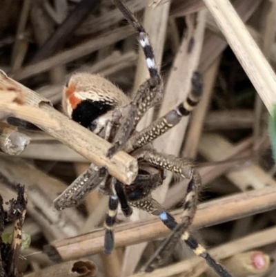 Neosparassus calligaster (Beautiful Badge Huntsman) at Murrumbateman, NSW - 8 Aug 2021 by SimoneC