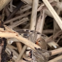 Neosparassus calligaster at Murrumbateman, NSW - 8 Aug 2021