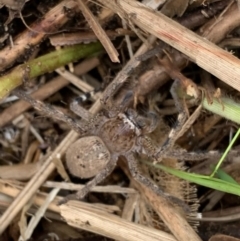 Neosparassus calligaster at Murrumbateman, NSW - 8 Aug 2021