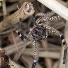 Neosparassus calligaster at Murrumbateman, NSW - 8 Aug 2021