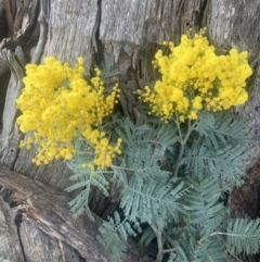 Acacia dealbata (Silver Wattle) at Maffra, NSW - 5 Aug 2021 by BlackFlat