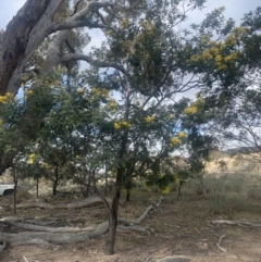 Acacia dealbata at Maffra, NSW - 5 Aug 2021