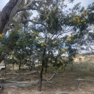 Acacia dealbata at Maffra, NSW - 5 Aug 2021 12:22 PM