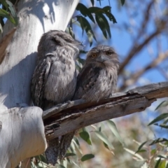 Podargus strigoides (Tawny Frogmouth) at ANBG - 6 Aug 2021 by TimL