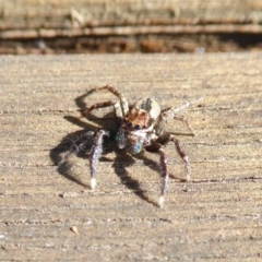 Jotus auripes (Jumping spider) at Rugosa - 10 Aug 2021 by SenexRugosus