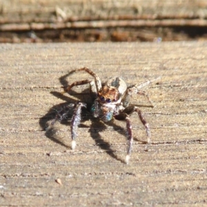 Jotus auripes at Yass River, NSW - 10 Aug 2021 10:28 AM