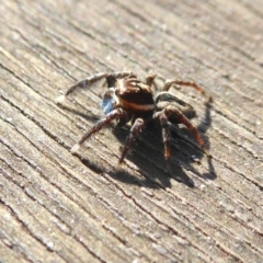 Jotus auripes at Yass River, NSW - 10 Aug 2021 10:28 AM