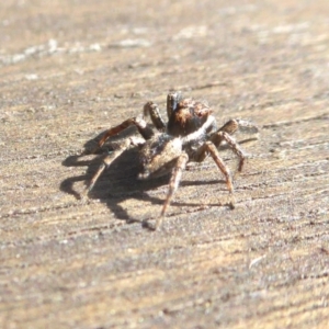 Jotus auripes at Yass River, NSW - 10 Aug 2021 10:28 AM