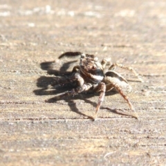 Jotus auripes at Yass River, NSW - 10 Aug 2021 10:28 AM