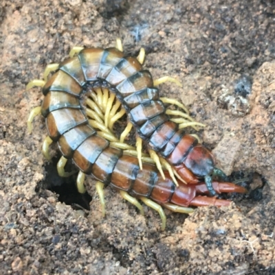 Cormocephalus aurantiipes (Orange-legged Centipede) at Holt, ACT - 10 Aug 2021 by NedJohnston