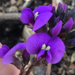 Hardenbergia violacea (False Sarsaparilla) at Holt, ACT - 10 Aug 2021 by NedJohnston