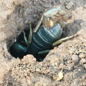 Urodacus manicatus at Holt, ACT - 10 Aug 2021