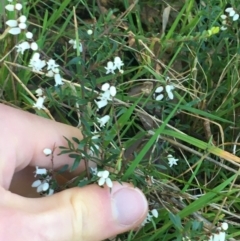 Cryptandra amara (Bitter Cryptandra) at Holt, ACT - 10 Aug 2021 by NedJohnston