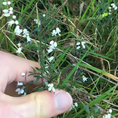 Cryptandra amara (Bitter Cryptandra) at Holt, ACT - 10 Aug 2021 by NedJohnston