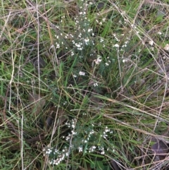 Cryptandra amara at Holt, ACT - 10 Aug 2021 10:25 AM