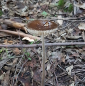 Oudemansiella gigaspora group at Paddys River, ACT - 2 Apr 2021