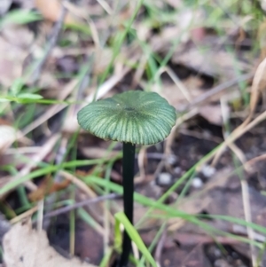 Entoloma sp. at Paddys River, ACT - 2 Apr 2021 07:59 AM