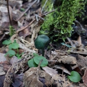 Entoloma sp. at Paddys River, ACT - 2 Apr 2021 07:59 AM