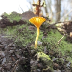 Lichenomphalia chromacea (Yellow Navel) at Tidbinbilla Nature Reserve - 21 Apr 2014 by Detritivore