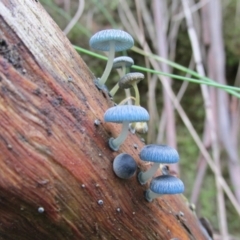 Mycena interrupta (Pixie's Parasol) at Tidbinbilla Nature Reserve - 21 Apr 2014 by Detritivore