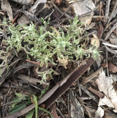 Vittadinia gracilis (New Holland Daisy) at Belconnen, ACT - 10 Aug 2021 by Dora